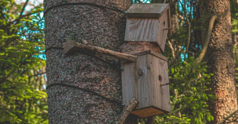 Bird Feeders - Creative Bird Feeders on the Tree